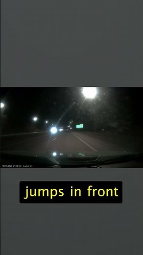 Driver Hits Bear After It Suddenly Runs Into Traffic