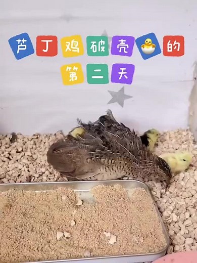 Mother Quail Caring for Fluffy Chicks in Safe Habitat
