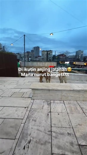 Anjing-anjing jalanan di Kosovo 🇽🇰 rata-rata sudah mendapatkan vaksin (terutama vaksin rabies) dan streril. Jadi ada yang namanya program TNR (Trap – Neuter – Release) Ditangkap - disteril & divaksin -dilepas lagi ke area asal. Di Balkan (Kosovo, Albania, Bosnia, dll): \t•Anjing jalanan dilindungi \t•Tidak boleh sembarang dibunuh Makanya kita bisa lihat mereka santai, bersih, bahkan ramah. Anjing yang bertanda biasanya lebih aman & nggak agresif.