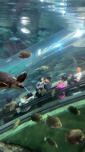 1.2M views · 15K reactions | Check out this amazing escalator in the #Shanghai Ocean #Aquarium. | Shanghai Daily 上海日报 | Facebook