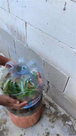 Panen Air Lindi: Daur Ulang Sampah Dapur untuk Tanaman