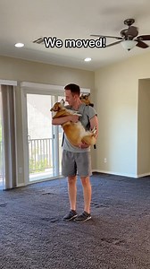236K views · 10K reactions | WE MOVED! #Moving #corgi #DC | Hammy & Olivia | Facebook