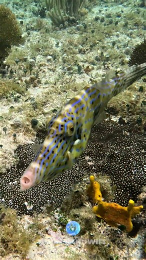 One of the MOST Strangest Looking Sea Creatures in the Caribbean