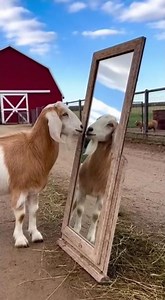 Goat Gets Confused Seeing Mirror 🐐😱