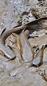 Beautiful Catfish | SM 24