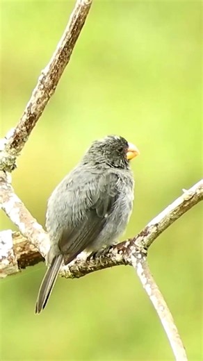 Meet the Tropeiro Seedeater A Hidden Gem of South America