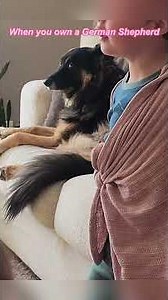 Living with a German Shepherd is never boring#funnydogs #pets#funny