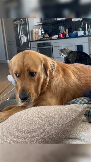 The Cat Strikes Fear In Him 😂 | Daily Doggies