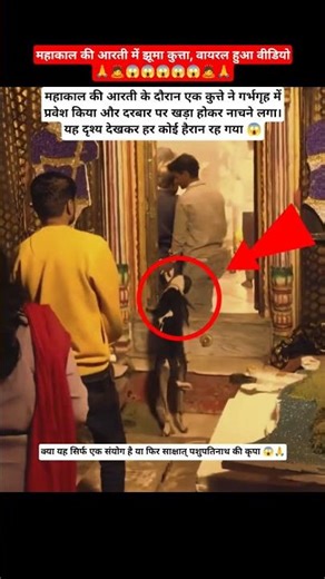 महाकाल की आरती में झूमा कुत्ता! 😱 #mahakalaarti #mahakaleshwar #dog #dance #dancevideo #viralbhakti