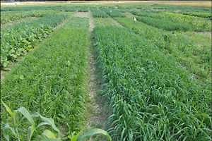Cover crops termination methods in Michigan