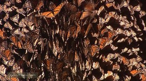 1.7K views · 799 reactions | It's peak season in Mexico now. As...