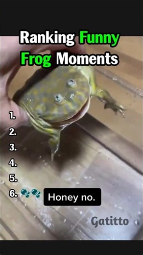 Ranking Funny Frog Moments #animalvideos #funny #shorts #frog