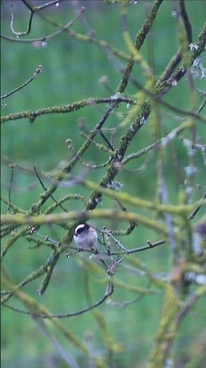 Long-tailed tit 🐦 Dinard, France - Short video 4k 2026 #longtailedtit