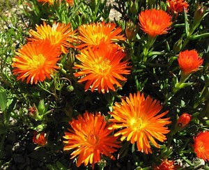 Lampranthus aurantiacus - Alchetron, the free social encyclopedia