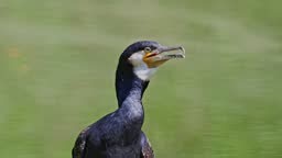 The great cormorant, Phalacrocorax carbo, known as the great black...