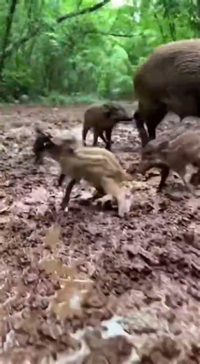 Starting from the Piglet's Nose