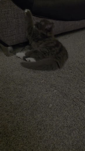 Lenny when she was a bit smaller. her shake wasn't so prominent here. #Lennythekitten #neurological