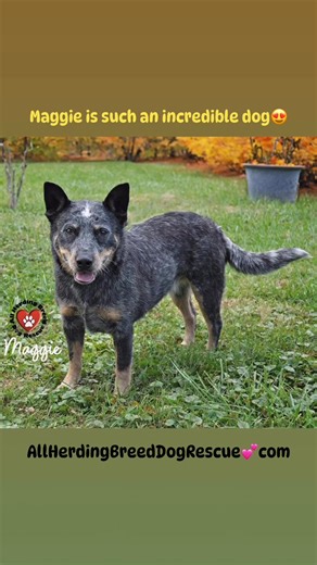 2.7K views · 65 reactions | All Herding Breed Dog Rescue of Illinois on Reels | Facebook