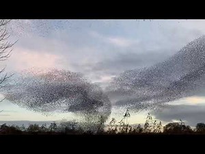 ‘Stunning’ Starling Murmuration Fill Sky Above the English Countryside