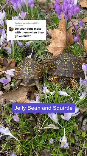 Reply to @sarajohnson063 JK! Thankfully the doggos actaually have zero interest in bothering the turtles #turtle #dogsofttiktok