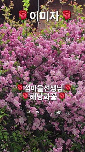 🌹우와🌹대박🌹대물🌹해당화꽃🌹 엄청예쁘네요🌹