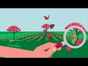 Native Plants and Pollinators: A Symbiotic Partnership