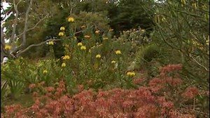 Proteas - A Very Unique Plant There are a huge variety of plants in the Protea family, all are very unique. To learn more click here for an interesting video. | GardenSMART