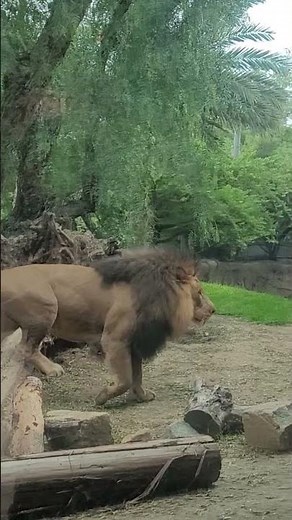 Up Close with Africa’s King of Beasts 🦁 – Safari Park