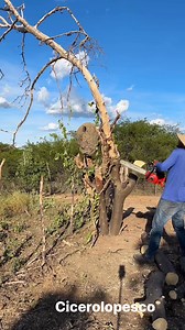 1.3M views · 19K reactions | Vidanaroça #parte 2 do corral dos bois | Cicero Lopesco | Facebook