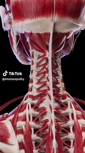 💥Deep Back Muscles💥 . The deep intrinsic musculature of the neck and back plays a crucial role in providing stability, control, and support for the spine. . They also contribute to essential bodily functions like posture, stability, coordination, proprioception and breathing. . Osteopathic treatment, regular exercise and strengthening of these muscles can lead to improved overall funtion and reduce the risk of musculoskeletal problems. . These muscles are controlled by the autonomic nervous sy