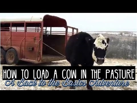 How to load a cow in the pasture.