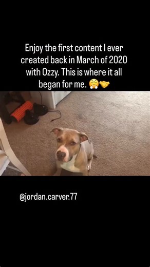 Jordan Carver on Instagram: "Ozzy aka The Prince of Barkness #metal #metalhead #metalfamily #pitbullsofinstagram #metalfamily"