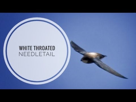White throated needletail