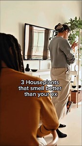 316K views · 6.5K reactions | 3 houseplants that smell better than your ex You deserve a space that smells like peace, not problems 華Add Jasmine, Lavender, and Eucalyptus gunnii.#HealingVibes #NewEnergyWhoDis #HouseplantGlowUp #rootgrowings #Eucalyptus | RootGrowings | Facebook