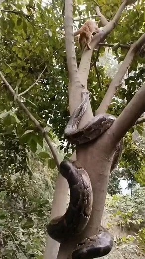 Python Trying To Hunt A Cat - - All credit goes to respective owners  DM for removal or credit. - - Follow us for more videos: @animalentertainment7 - - #cat #savage #hunter #wildanimal #python #closeenough #predator #greaterkruger #escape #wildlife #wildlifeaddicts #animal #animallovers #nature #attack #snake #videooftheday #wildlifeonearth | Animals Wildside | Facebook