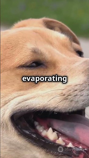 Why Do Dogs Pant? 🐕