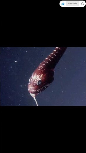 The Pacific Black Dragonfish: The Deep Sea’s DarkestPredator#OceanMysteries#Dragonfish #facts