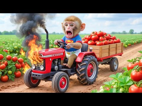 Monkey Kiki Tomato Harvest Turns CHAOS When His Trailer Catches Fire — Genius Move SHOCKS All!😱