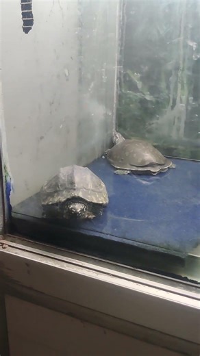 Indian turtle # turtle setup # turtle keeping # healthy turtle # indian specie #aqua space #engineer