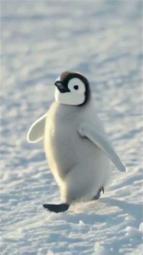 #youtubeshorts #trending #viral #officalvideo udta hai ki penguin ki video viral kyon ho raha hai