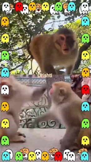 Funny Monkey Slap Fight | Baby Monkey Watching in Shock 😂🐒#shorts