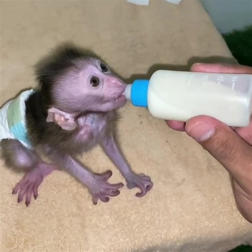 Understanding Monkey Anxiety: Causes and Solutions