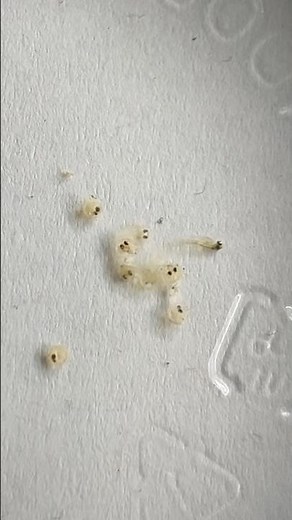 【メダカの卵】孵化する瞬間