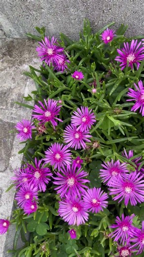 挿し芽マツバギクを花壇に植えて12週間経過