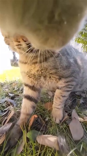 7.4K views · 158 reactions | Cat screaming  #cats #catsoftiktok #funnycats #funnyvideos #catvideos #fyp | Cat Funny Videos 018 | Facebook