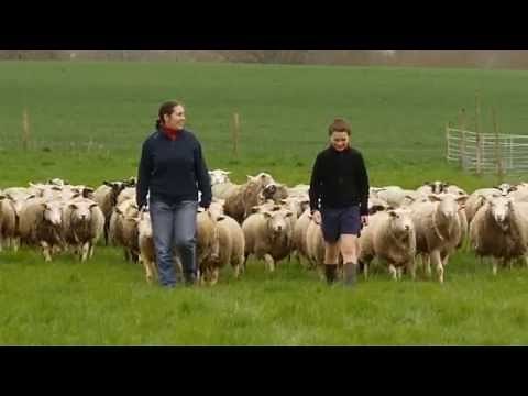 Raising and Living with Sheep Episode 1