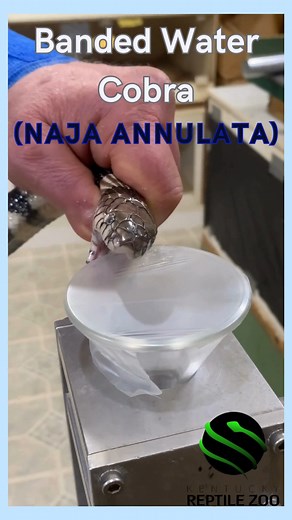59K views · 203 reactions | Extraction from the Banded water cobra (Naja annulata)!  Their neurotoxic venom is uniquely used in anti-venom research! 類 #venomislife #kyreptilezoo #snakes #venomoussnakes #reptiles #venomous | Kentucky Reptile Zoo | Facebook