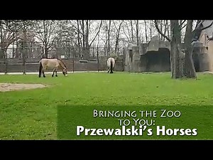 Bringing the Zoo to You: Przewalski's Horses