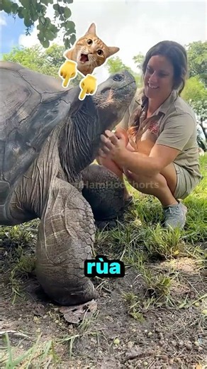 Tại Sao Rùa Lại Thắng Thỏ? 😳