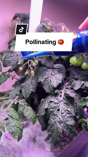 Tips for Pollinating Tomatoes in Hydroponic Gardening